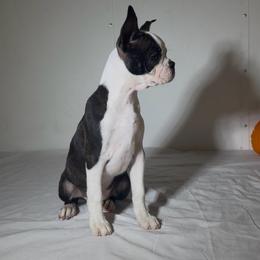 Denni - Black brindle and white male Boston Terrier puppy in London, Kentucky from Puppy Love