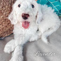 Goldendoodle Puppies from Halo Doodles