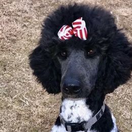 Goldendoodles and Poodles from Crane Train Poodles & Doodles