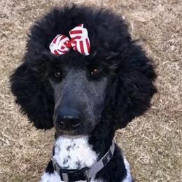 Goldendoodles and Poodles from Crane Train Poodles & Doodles