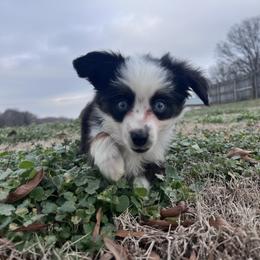 Charlie - Black tri male Toy Australian Shepherd puppy in Medina, Tennessee from Fly Farms