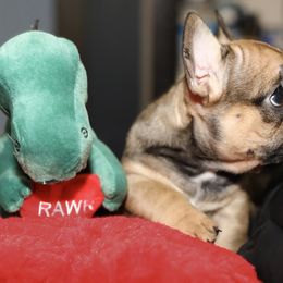 French Bulldog Puppies from Camp Fine Frenchies