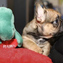 French Bulldog Puppies from Camp Fine Frenchies