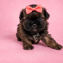 Sky - Brindle female Shih Tzu puppy in Hawthorne, Florida from Simply Southern Shihtzus