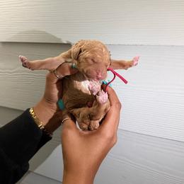 Brothers And Sisters - Apricot female Goldendoodle puppy in Houston, Texas from Were The Mack'Doodles Mack’Poodles