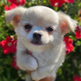 AKC GCHB SIRED FROSTY IN MAINE 3000.00 - Fawn male Chihuahua puppy in Newport, Maine from Pinewood Acres Chihuahuas