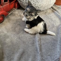 Ozzy - Black & tan tri-color male Morkie puppy in Taylorsville, North Carolina from Mountain Top Hot Tailz