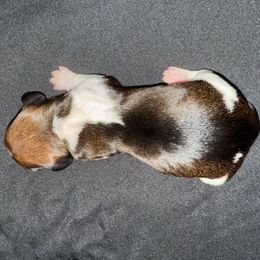 Girl 2 - Piebald female Dachshund puppy in Palm Coast, Florida from Michelle’s Mini Dachshunds