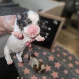 Teddy - Brindle and white male Shih Tzu puppy in Cook County, Illinois from My Tzu Crew