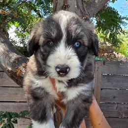 Blue - Sable and white male Siberian Husky puppy in Los Angeles, California from Zenia Huskies