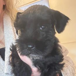Boy 2 - Black male Miniature Schnauzer puppy in Mountain Home, Idaho from Kissack Kennels
