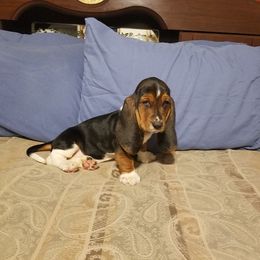 Basset Hound Puppies from Hancock House of Basset Hounds
