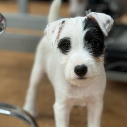 North - Black and white male Jack Russell Terrier puppy in Yakima County, Washington from Saddle Rock Kennels