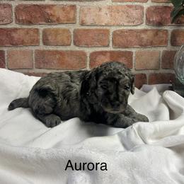 Aurora - female Golden Mountain Doodle puppy in Powell, Wyoming from Doodles of Joy
