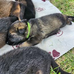 Wasabi (Green male) - Sable male German Shepherd puppy in Winchester, Kentucky from Del Lago Canine
