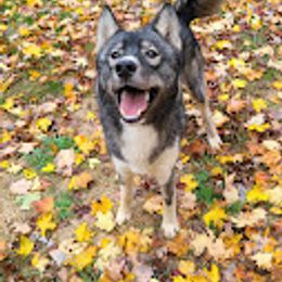 Siberian Husky Puppies from Sstar