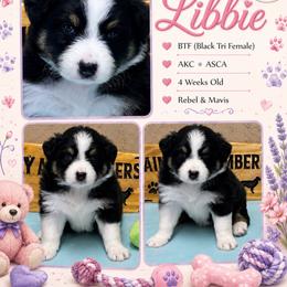 Libbie - Black tri-color female Australian Shepherd puppy in Magee, Mississippi from Paint ByNumbers Ranch