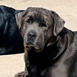 Ace - Dilute Retriever