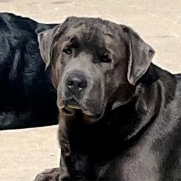 Ace - Dilute Retriever