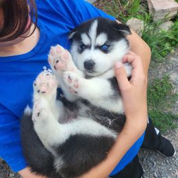 Skye - Black and white Siberian Husky puppy in Redwood, New York from Pope Family Farm