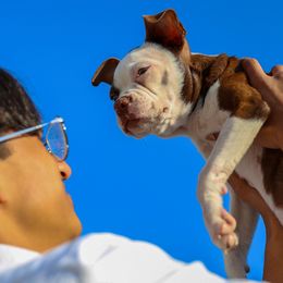 Boston Terrier and Rottweiler Puppies from Ronnie Dreher's Boston Terriers