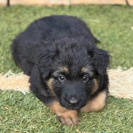 River - Black and red female German Shepherd puppy in Charlottesville, Virginia from AB_Elite_GSD