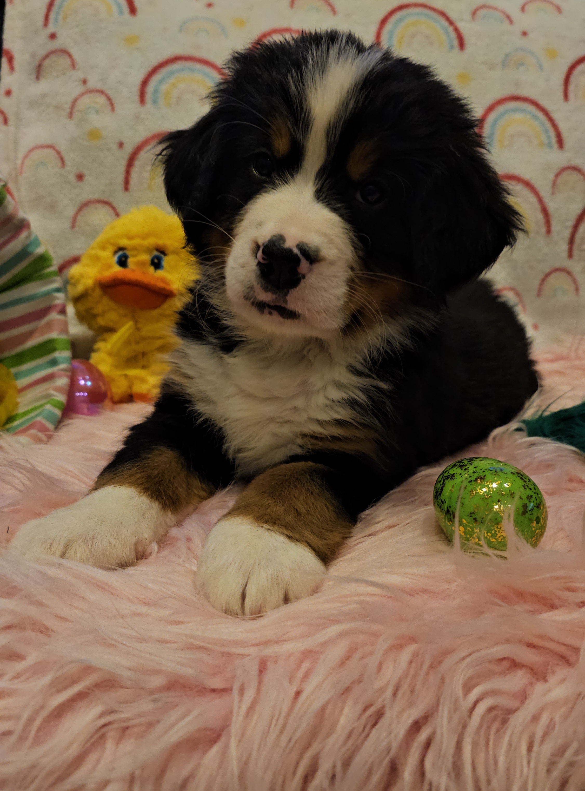 Green boy - Black rust and white Bernese Mountain Dog puppy in Lecanto, Florida from DBDR Berners and Saints