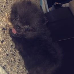 Pomeranian and Yorkshire Terrier Puppies from Melrey's paws