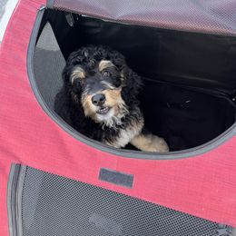 Bernedoodle and Poodle Puppies from Doggy Darlins