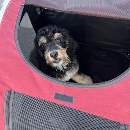 Bernedoodle and Poodle Puppies from Doggy Darlins