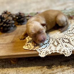 Girl 3 - Golden female Golden Retriever puppy in Buffalo, Missouri from Thrasher Family Puppies