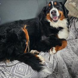 Lela - Bernese Mountain Dog