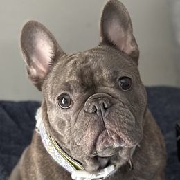 Sapphire - French Bulldog