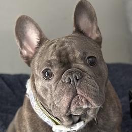 Sapphire - French Bulldog