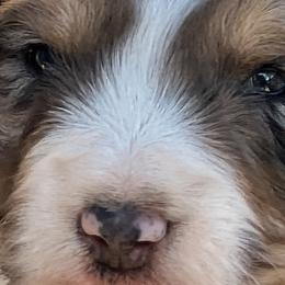 Aussiedoodles, Bernedoodles, Cockapoos, and Goldendoodles from Puppy Love Doodles