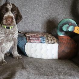 Yellow - Brown and gray female Wirehaired Pointing Griffon puppy in Afton, Wisconsin from Daehler's Wirehaired Pointing Griffons
