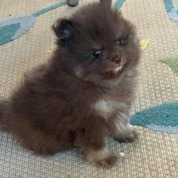 Pomeranian puppies from My Secret Poms