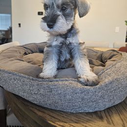 Male 2 - Salt and pepper male Miniature Schnauzer puppy in Chino, California from So Cal Schnauzer