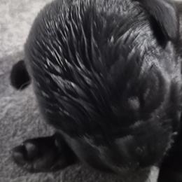 Natasha, no collar - Black female Labrador Retriever puppy in Greenwich, Ohio from Pure Gem Kennel