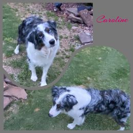 Caroline - Australian Shepherd