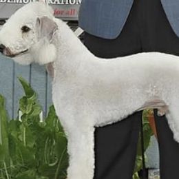 Bedlington Terriers from Kim bedlingtons