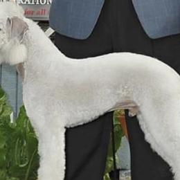 Bedlington Terriers from Kim bedlingtons