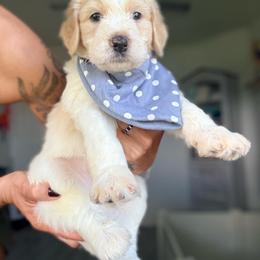 Miles - Cream male Assorted Doodle Crosses puppy in Port Saint Lucie, Florida from Sommerdoodle