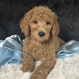 Red boy - Red  male Poodle puppy in Bowling Green, Kentucky from Ritzy Red Poodles
