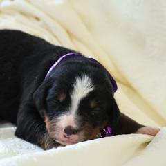 Willow - Black rust and white female Bernese Mountain Dog puppy in Elkton, Maryland from Bernese Beauties