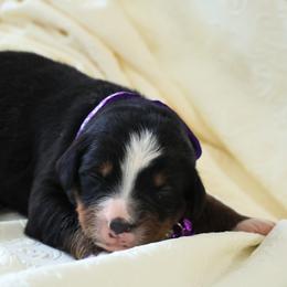 Willow - Black rust and white female Bernese Mountain Dog puppy in Elkton, Maryland from Bernese Beauties