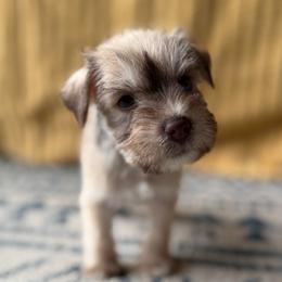Brownie - Liver male Miniature Schnauzer puppy in La Mirada, California from SchnauzersRus