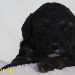 Jupiter - Poodle puppy from K & M Home Kennels