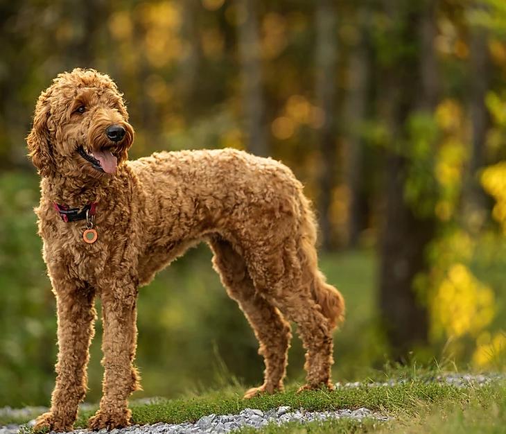 Flying Feather Farm in Tennessee Goldendoodle puppies Good Dog