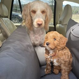 Australian Cobberdog Puppies from Faberge Australian Cobberdogs
